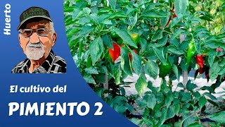 𝗣𝗜𝗠𝗜𝗘𝗡𝗧𝗢 como cultivar pimientos El cultivo completo 2ª parte [upl. by Berlyn922]