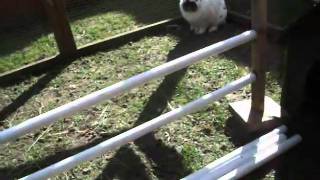 Training Rabbits To Jump Hurdles [upl. by Zerla]