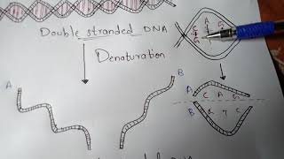 DENATURATION AND RENATURATION  BY PHANINDRA GUPTHA [upl. by Gamaliel]