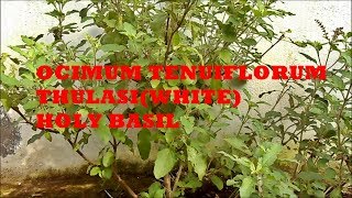 PLANT WhiteOcimum tenuiflorum  Thulasi  Holy basil [upl. by Ivah603]