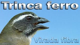 Trinca ferro virada de canto fibra para ensinamento de filhotes gravado ao vivo em HQ [upl. by Ysirhc]