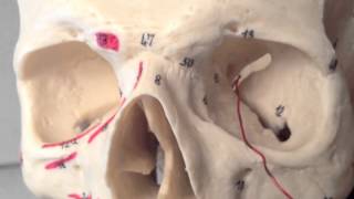 Cranial Nerves 3 of 12 Oculomotor Nerve  Head and Neck Anatomy 101 [upl. by Eugenia]