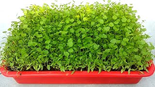 Grow coriander easily from seeds  Grow at home  Grow in 15 days [upl. by Dietrich]