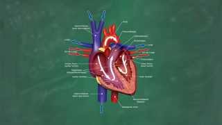 Herz amp Blutkreislauf verständlich erklärt [upl. by Lossa63]