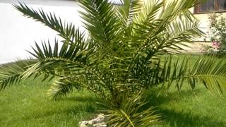 Washingtonia robusta amp Phoenix canariensis [upl. by Sykes]