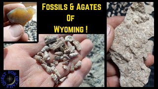 Fossils amp Agates Of Wyoming  First Part  rockhounding  By  Quest For Details [upl. by Gabbi465]