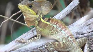 Basiliscus vittatus Brown Basilisk male  Basilisco o charancaco macho [upl. by Arata]