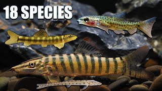 Unlock Hidden Gems Loaches That Will Transform Your Freshwater Aquarium [upl. by Nahum]