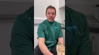 Vet shows how to use antibark collar 👀 vetadvice dogtraining dogs vetcare dogtraining pets [upl. by Annabelle262]