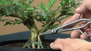 Bonsai Lonicera new work and make it Have fun with Bonsai [upl. by Maier]