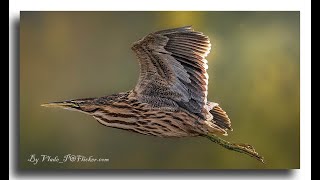 Longbilled curlew [upl. by Ahsatam]