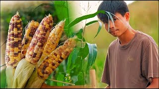 Story 91 Multicolored corn for dinner [upl. by Nicole589]