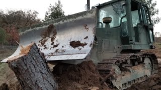 CASE Military Bulldozer Pushing Stumps [upl. by Lemcke491]