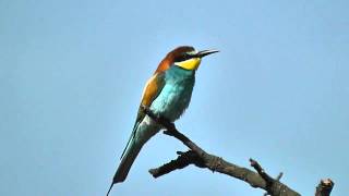 Vlha pestra Merops apiaster Bee eater Bienenfresser [upl. by Ecadnak433]