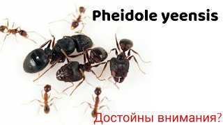 Достойны ли внимания pheidole yeensis [upl. by Morna]