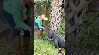 1 year later crocodile recognised the girl instantly crocodile egghead sahotas mrsahota [upl. by Georgena]