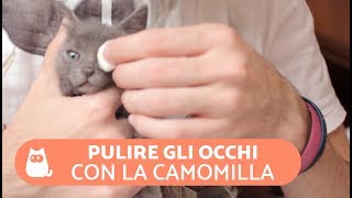 Pulire gli occhi del gatto con la CAMOMILLA 🌼🐱 Curare gli OCCHI dei gatti [upl. by Llehcar]