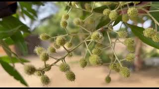 Conocarpus erectus amezing nature beautiful tree  seansthakur nature butifulnature Conocarpus [upl. by Yojenitsirk]