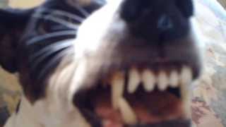 quotMUST SEEquot angry dog growl FUNNY [upl. by Rissa855]