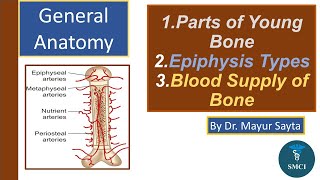 General Anatomy  Types of Epiphysis  Blood Supply of Long Bone  Dr Mayur Sayta [upl. by Eceinhoj]