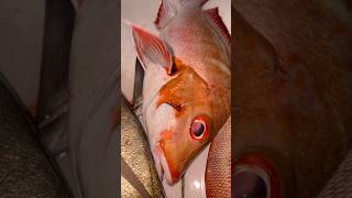 കോളടിച്ച ബംഗാളിshortsfeed malayalamfishing fishmalayalam fishshorts malayalamfishingvideo [upl. by Hatty]