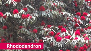 Rhododendron [upl. by Susana379]