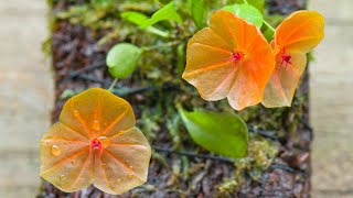 Episode 39 Lepanthes telepogoniflora Learning from my mistakes with some miniature orchids [upl. by Hilbert]