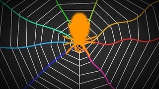 Spiders Tune Their Webs Like A Guitar  SKUNK BEAR [upl. by Ambrose]