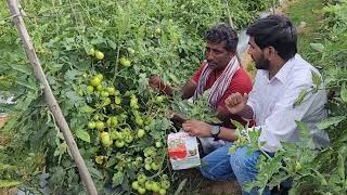 Seminis Bayer Company Hybrid Tomato 🍅 quotAshutoshquot Cell no9440933489 [upl. by Ronnie]