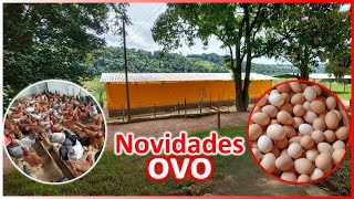 Novidades da produção e comercialização de ovos no Brasil atualizações pelo XIX congresso de ovos [upl. by Nnyleimaj985]