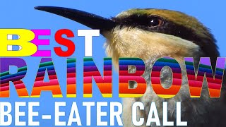 Rainbow BeeEater Call Best Rainbow BeeEater Compilation Birding in Australia [upl. by Brendin]