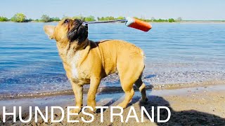 Können französische Bulldoggen schwimmen Hundestrand Oppenheim [upl. by Treiber]