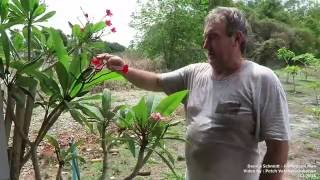 Plumeria Pollination by Dennis Schmidt  the Frangipani Man [upl. by Sedlik]