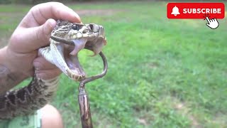 Viper Bite in Slow Mo  animal jr [upl. by Mahgem58]