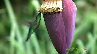 COLIBRÍES en FLORES  HUMMINGBIRDS AND FLOWERS  Puerto Rico [upl. by Verena513]