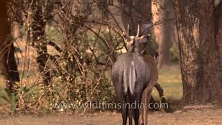 Breeding season of Blue bulls Nilgai antelope [upl. by Ibson997]