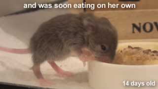 Raising a Baby Mouse 1010 Weaning [upl. by Imerej627]