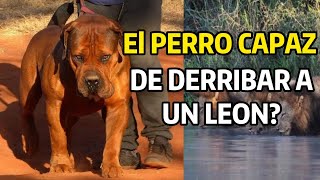 Boerboel el Perro Capaz de Derribar a un León No lo se Rick [upl. by Ongun]