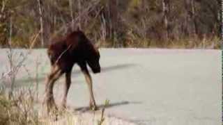 BABY MOOSE DANCE [upl. by Henri]