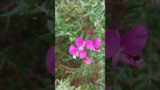 Polygala myrtifolia  Myrtleleaf milkwort  Krzyżownica mirtolistna 🌸 [upl. by Otila]