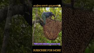 കാട്ടിലെ തേൻ എടുക്കൽ കണ്ടോ😱😳 shorts shortsfeed m4tech [upl. by Amelina]