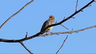 Woodlark Singing [upl. by Gardy]