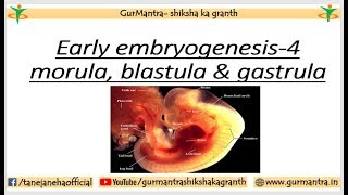 GASTRULA STAGE  IMPORTANT EVENTS IN EMBRYOGENESIS  PART4 [upl. by Lot22]