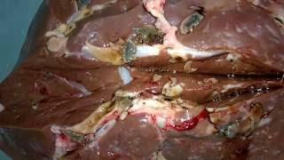 Fasciola Hepática em fígado ovino  LIVER FLUKE [upl. by Atsed]