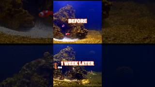 The Benefits of Adding Copepods to Your Reef Tank EARLY [upl. by Uria]