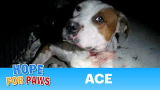 Ace  injured dog rescued last night by Eldad Hagar  Please comment rate amp subscribe senior [upl. by Shifrah]