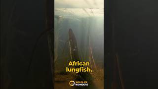 quotAfrican Lungfish Exploring the Aquatic Wonders of Africas Ancient Rivers 🐟😳quot [upl. by Alliuqahs]