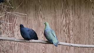 Japanese wood pigeon and Whitebellied wedgetailed green pigeon [upl. by Akimyt]