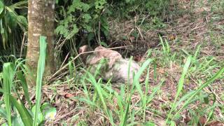 Sloth with Baby Crossing Road in Costa Rica [upl. by Hgeilhsa]