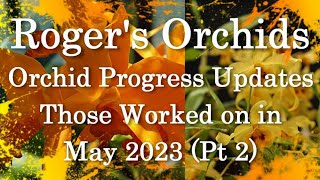 Orchid Progress Updates  Set 3 Pt 2 [upl. by Aramac]